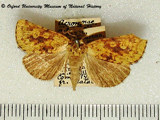 Ochrocalama xanthia